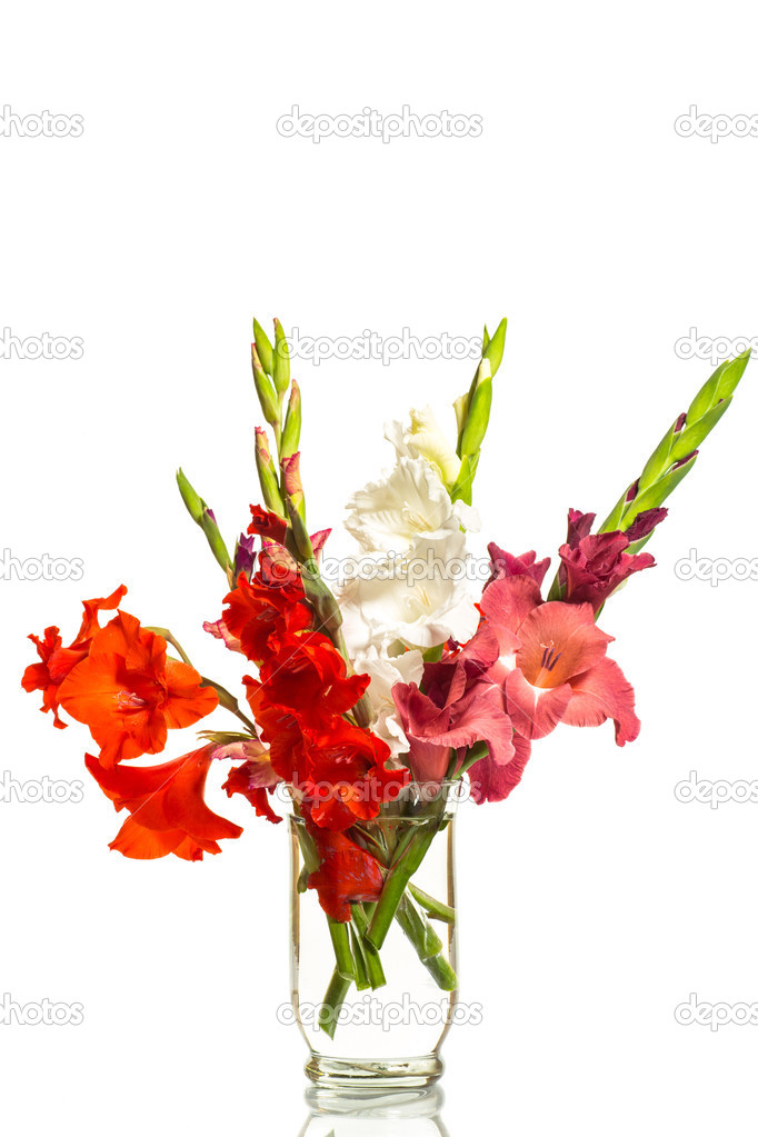 Gladioli rossi e bianchi in vaso - Foto Stock: Foto, Immagini © Rawlik  28293273 | Depositphotos