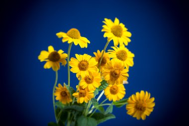 Güzel sarı çiçekler
