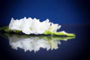 Beyaz Kılıç çiçeği