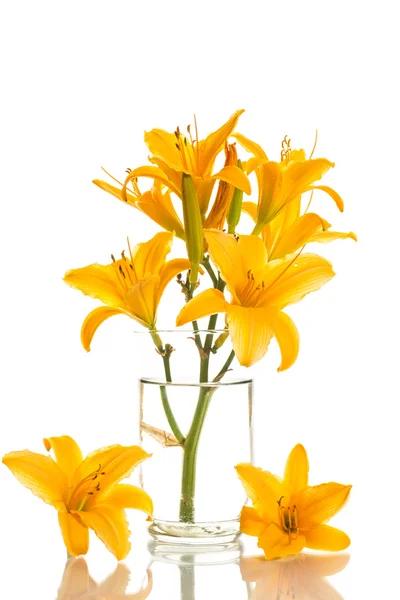 Yellow lily — Stock Photo, Image