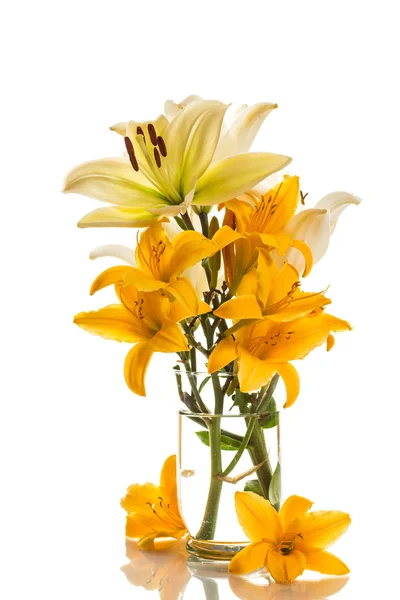 Yellow lily — Stock Photo, Image