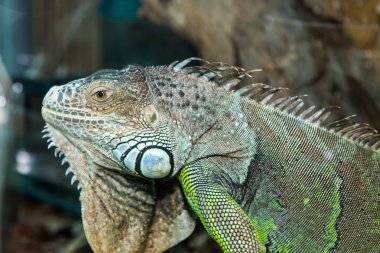Yeşil iguana