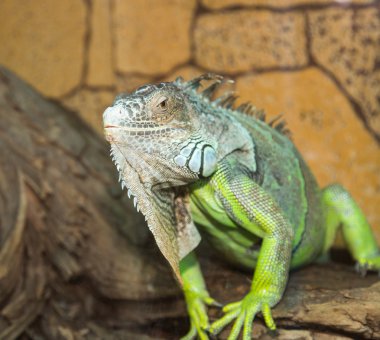 Yeşil iguana