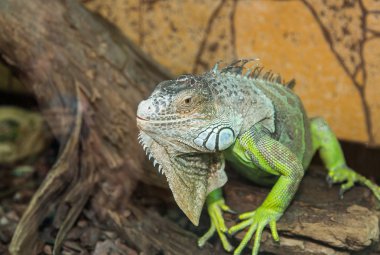 Yeşil iguana
