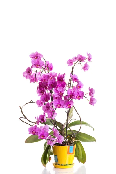 Phalaenopsis — Φωτογραφία Αρχείου