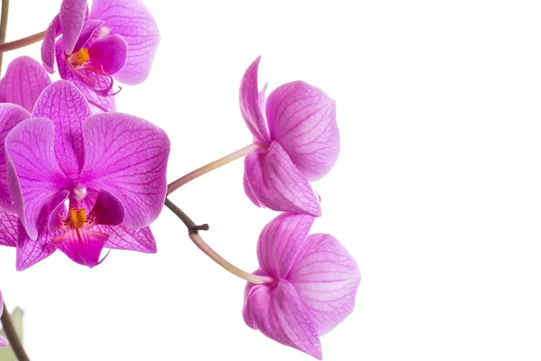 Phalaenopsis — Fotografia de Stock