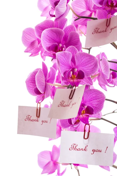 Phalaenopsis — Foto Stock