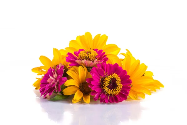 Zinnia — Stock Photo, Image