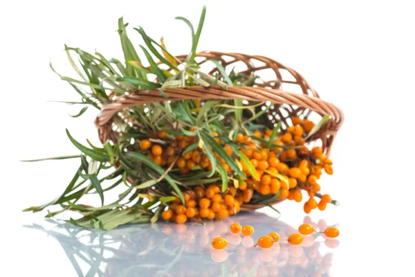 Sea-buckthorn — Stock Photo, Image