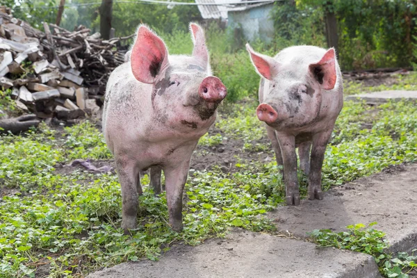 Pig on a farm — Stock Photo, Image