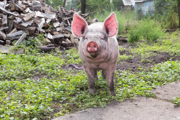 Pig on a farm — Stock Photo, Image