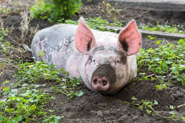 Porco em uma fazenda — Fotografia de Stock
