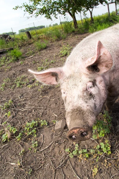 Pig on a farm — Stock Photo, Image