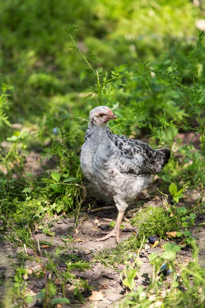 Poult summer day walking in the grass — Stock Photo, Image