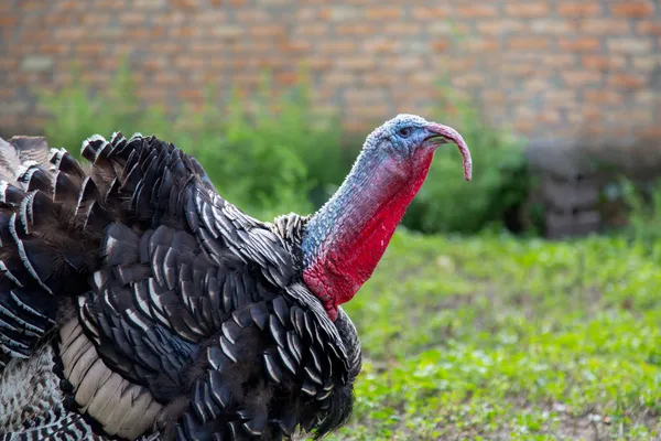 Turkey — Stock Photo, Image