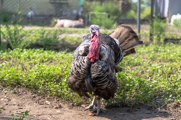 Turkey — Stock Photo, Image