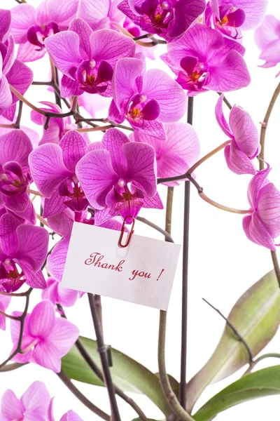 Phalaenopsis — Fotografia de Stock