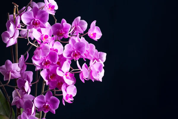 Phalaenopsis — Zdjęcie stockowe