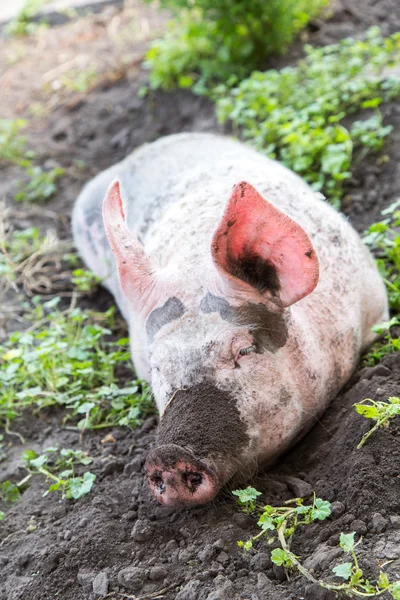 Свиня на фермі — стокове фото