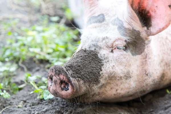 Носом брудної свині — стокове фото