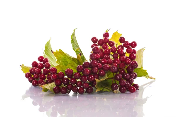 Ripe red viburnum — Stock Photo, Image