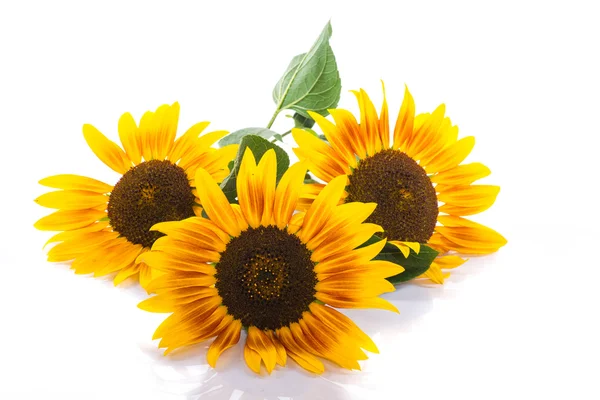 Bouquet of sunflowers — Stock Photo, Image