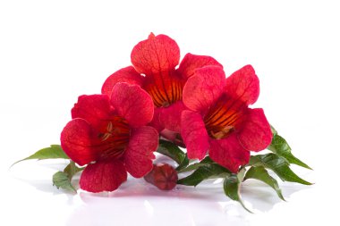 Campsis