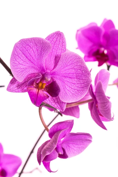 Phalaenopsis — Fotografia de Stock