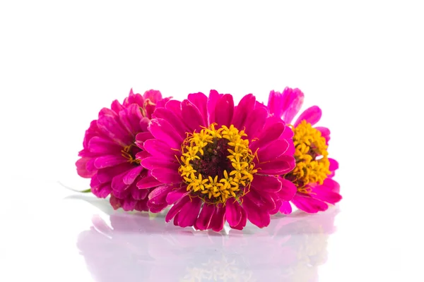 Zinnia — Stock Photo, Image