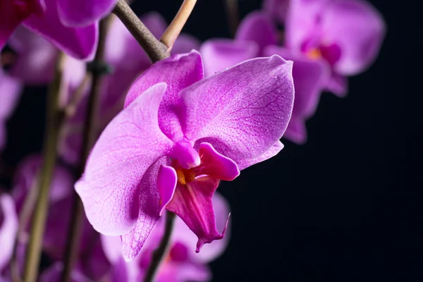 Phalaenopsis — Stockfoto