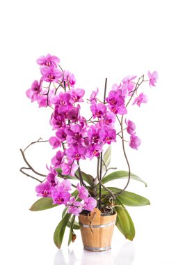 grava grisPhalaenopsis