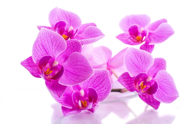 Phalaenopsis — Stockfoto