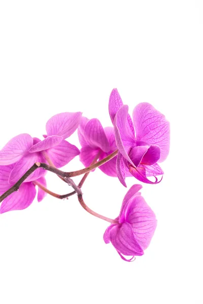 Falaenopsis —  Fotos de Stock