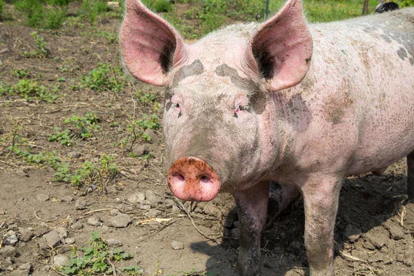 Pig on a farm — Stock Photo, Image