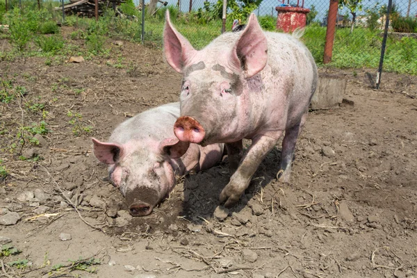 Pig on a farm — Stock Photo, Image