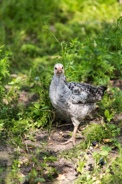 Poult letní den chůze v trávě — Stock fotografie