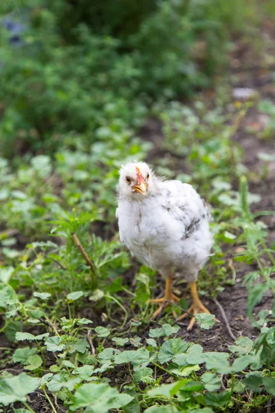 Slepičí farma na léto — Stock fotografie