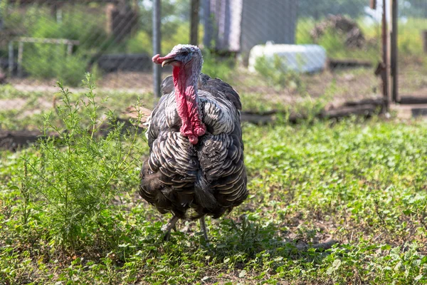 Turkey — Stock Photo, Image