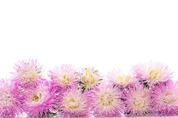 Bouquet aster — Foto Stock