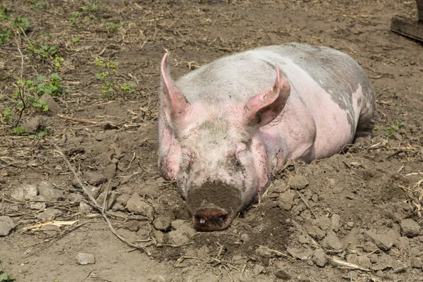 Велика свиня на фермі — стокове фото