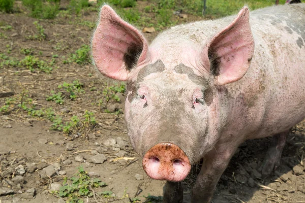 Big pig on the farm — Stock Photo, Image