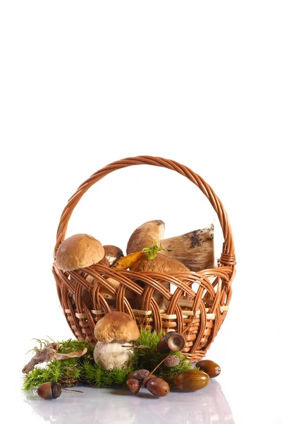 Forest cep — Stock Photo, Image