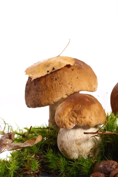 Forest cep — Stock Photo, Image