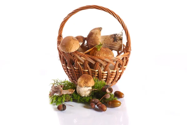 Cep bosque — Foto de Stock