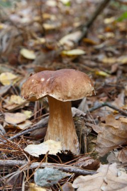 ormanda büyüyen cep