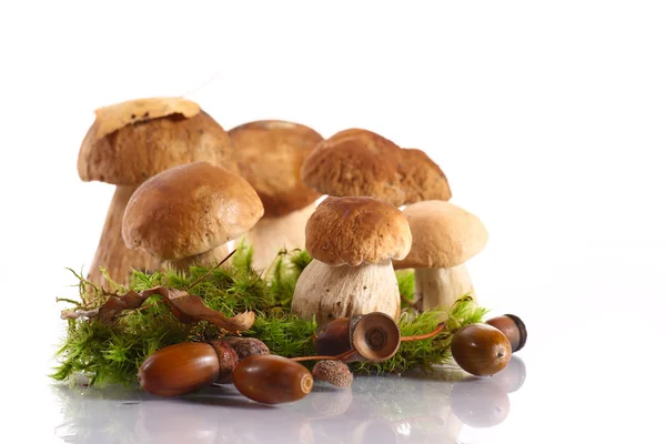Forest cep — Stock Photo, Image
