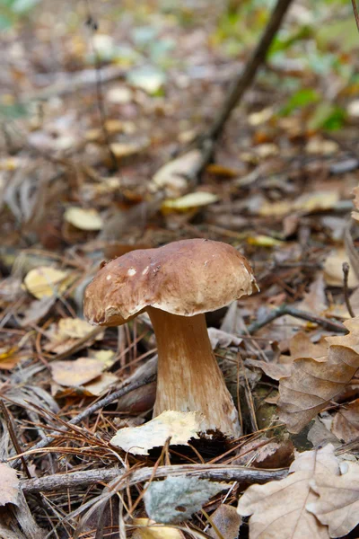 Cep growing in the forest — Stock Photo, Image