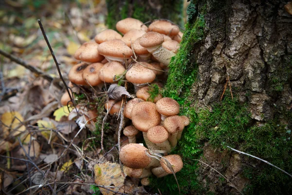 Agaric mushrooms — Stock Photo, Image