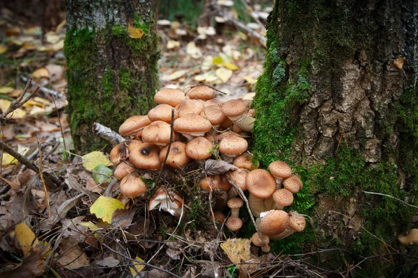 Agaric mushrooms — Stock Photo, Image