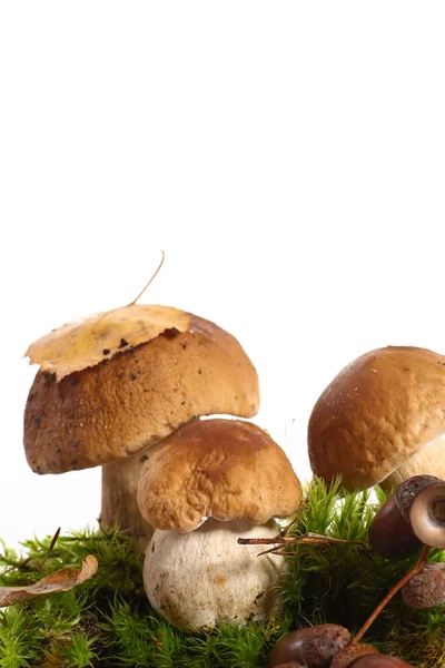 Skogen cep — Stockfoto